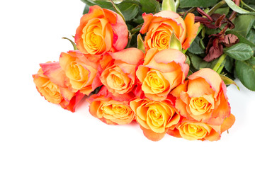 Roses on white background