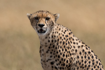 Cheetah head shot with golden grassland in the background. Taken in the Masai Mara Kenya.