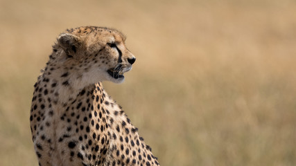 Cheetah head shot with golden grassland in the background. Taken in the Masai Mara Kenya.