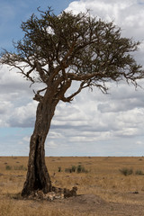 Cheetah family lying in the shade of an Acacia tree. Taken in the Masai Mara Kenya.