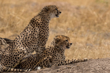Cheetah mother and cub watching for prey. Taken in the Masai Mara Kenya.