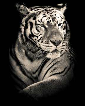 tiger black and white portrait 