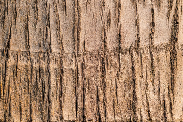 tree bark background