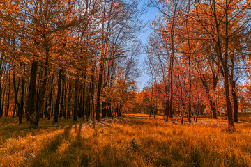  Autumnal Park. Autumn Trees and Leaves. color in nature