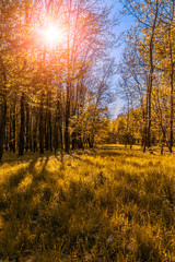 majestic sunset in the Autumnal Park. Autumn Trees and Leaves. color in nature