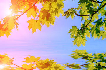Beautiful maple leaves against the blue sky. Leaves frame reflected in water