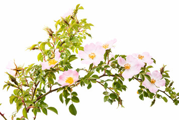 wild rose flower isolated