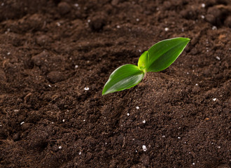 Sprouts in ground