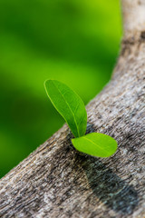 Sapling growing and development