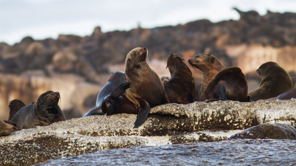 Brown fur seal colony (Arctocephalus pusillus), Seal island, Cape Town, South Africa