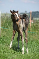 Amazing foal on pasturage