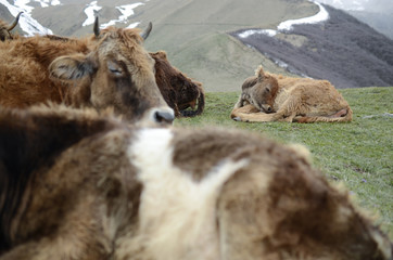 Fototapeta premium Calf lying in the meadow among the cows
