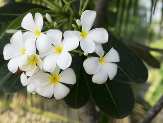 Fototapeta premium White and yellow Plumeria spp
