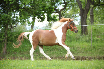 Nice pony running on pasturage