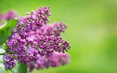 Obraz premium branches of lilac