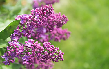 branches of lilac
