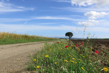 strada di campagna