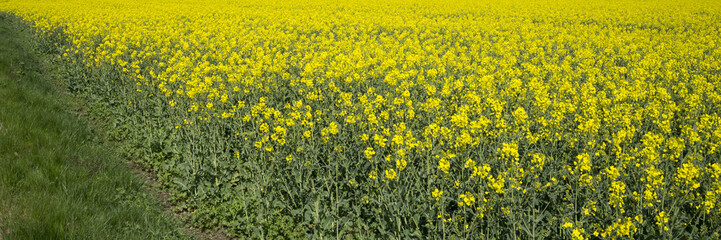 Blühendes Rapsfeld, Hohenbuschei, Brackel, Dortmund, Ruhrgebiet, Nordrhein-Westfalen, Deutschland