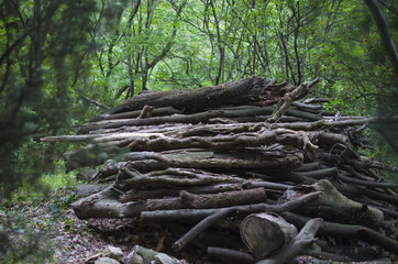 pile of firewood in the forest
