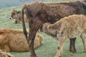 Fototapeta premium Calf suckling milk