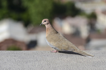 dove on the background of the city