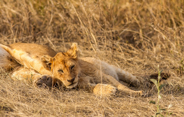 Lion cub resting with its mother