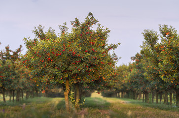 Fototapeta na wymiar Cherries on orchard tree