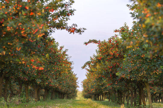 Cherries on orchard tree