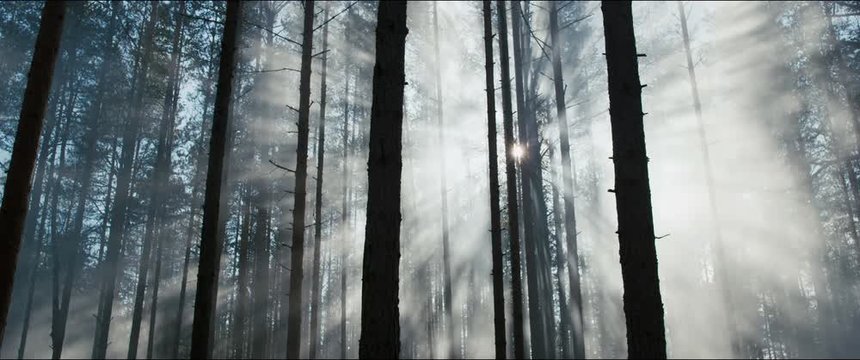 misty foggy forest during morning dawn