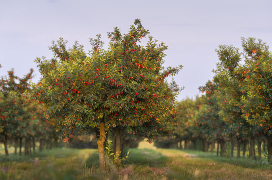 Cherries on orchard tree