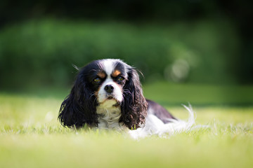 portrait of a dog