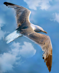 Seagull
