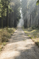 Obraz premium Straight forest path with sunlight
