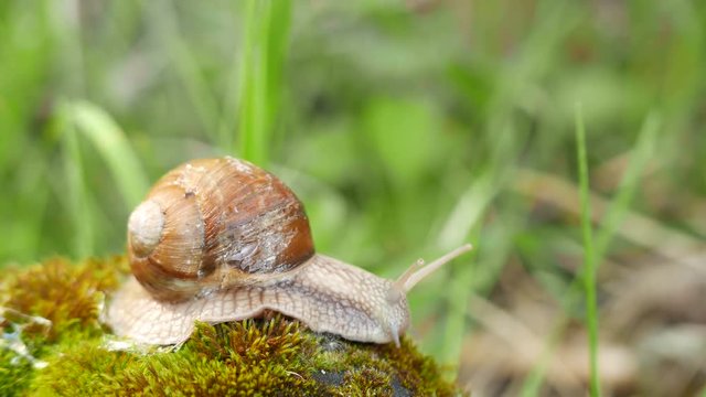 
4K shot.  Snail  life in moss macro view, shooting acceleration
