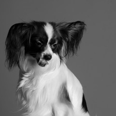 Portrait of a dog