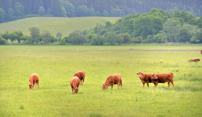 Herd of brown cows on green summer pasture
