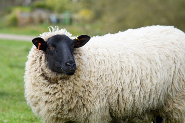 Obraz premium Sheep portrait