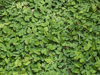 green leaf for a background