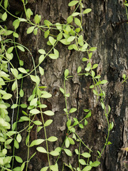 green vine grow up full the old wood for background texture