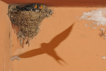 ombra di rondine in volo che raggiunge il nido con i nidiacei in attesa
