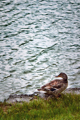 duck is on the grass near the lake. In the upper side of photography there is a lot of waves