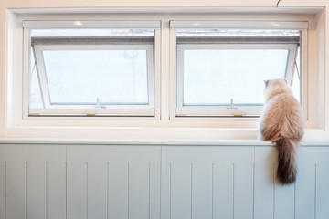 A White Furry Cat Sitting on the Window Sill Looking out through the Window