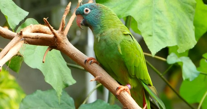 4K Blue Crowned Conure Birds, South America Jungle