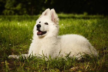 Nice young Swiss white shepherd puppy female laying in park