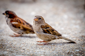 Passeri