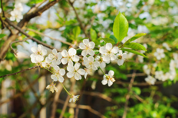 Cherry flowers on nature background