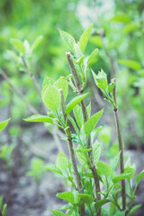 Hydrangea bsuh in the garden, cutted after wintering in open ground