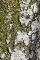 Sunny birch crust macro view in blurred vignette 
