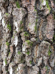 Sunny birch crust macro view in blurred vignette 
