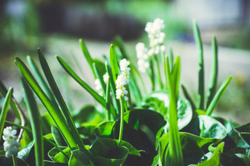 White Grape Hyacinth blooming in the garden. Selective focus. Shallow depth of field.